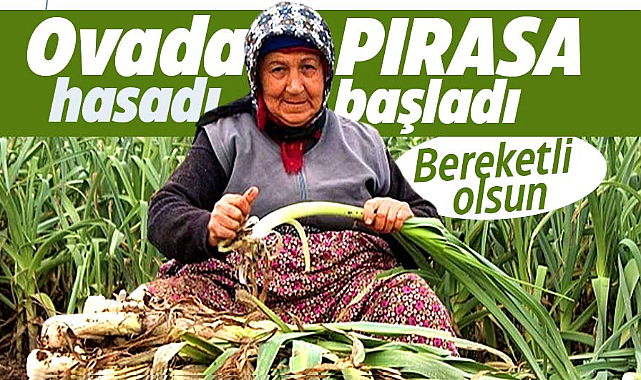 Samsun'da Bafra Ovası'nda pırasa hasadı başladı