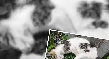 Trabzon'da duvara fırlatıp kediyi öldürmüştü! İstenen ceza belli oldu