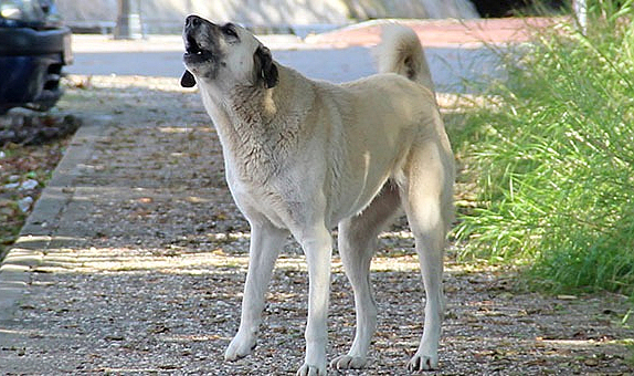 3 bakanlıktan sokak köpeği teklifi