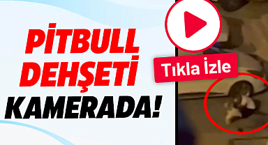 Pitbull dehşeti kamerada!