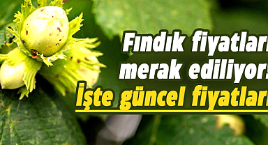 Samsun'da fındık fiyatları ne kadar? İşte 23 Nisan Salı fındık fiyatları