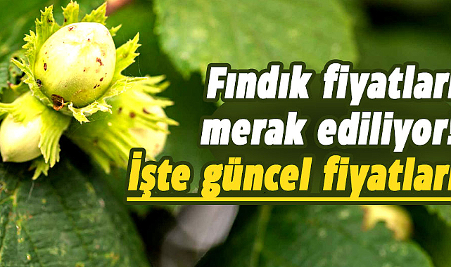 Samsun'da fındık fiyatları ne kadar? İşte 23 Nisan Salı fındık fiyatları