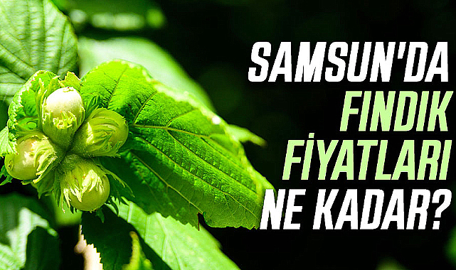 Samsun'da fındık fiyatları ne kadar? İşte 7 Nisan Pazar fındık fiyatları