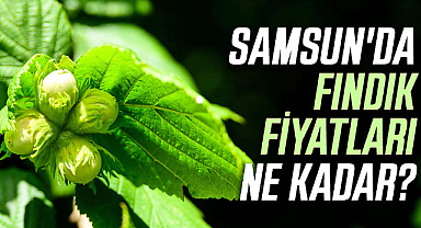 Samsun'da fındık fiyatları ne kadar? İşte 9 Nisan Salı fındık fiyatları