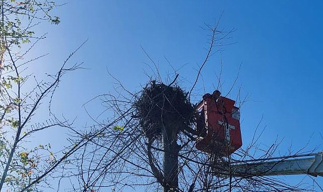 Samsun'da leylek için seferber oldular