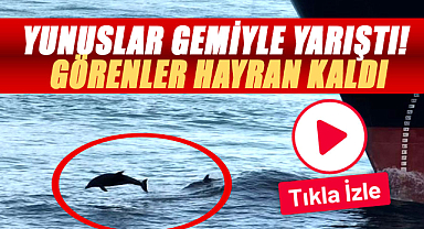 Yunuslar gemiyle yarıştı! Görenler hayran kaldı