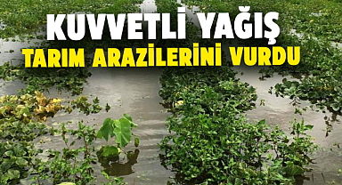 Samsun’da kuvvetli yağış tarım arazilerini vurdu