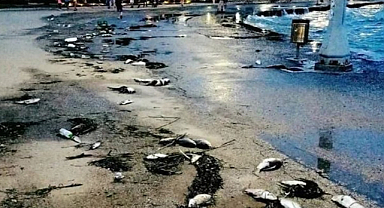 Ege Denizi’nde tatlı su balıkları karaya vurdu, paniğe neden oldu