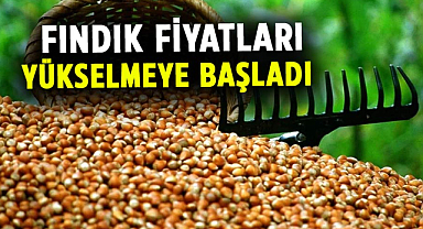 Fındık fiyatları yükselmeye başladı