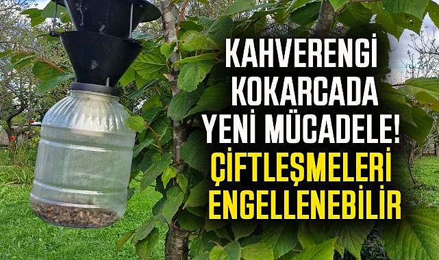 Kahverengi kokarcada yeni mücadele!  Çiftleşmeleri engellenebilir