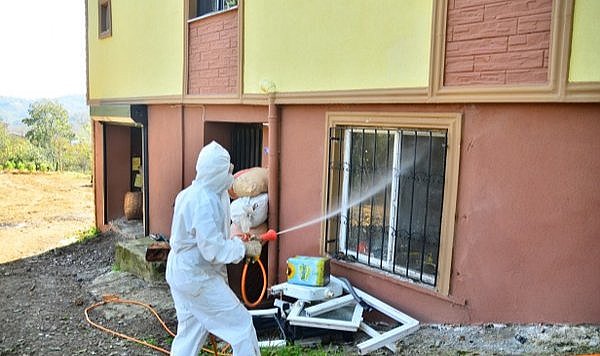 Samsun'da kahverengi kokarcayla mücadele