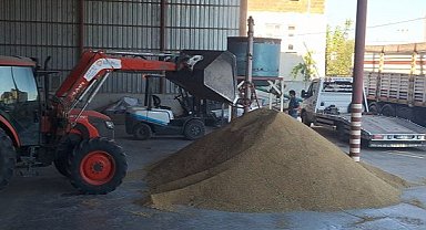 Samsun'un Bafra Ovası'nda çeltik alımları devam ediyor