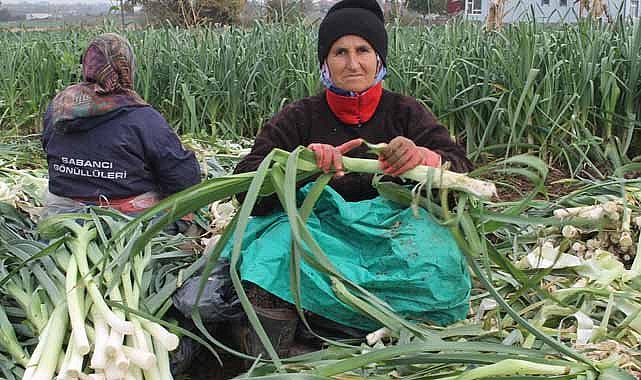 Samsun Bafra Ovası'nda pırasa hasadı başladı