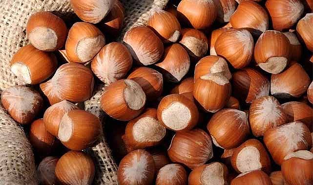 24 Ocak fındık fiyatları ne kadar?
