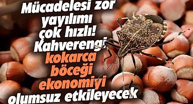 Kahverengi Kokarca tarım ürünlerinin neredeyse tamamına zarar veriyor