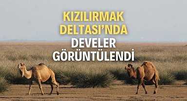 Kızılırmak Deltası’nda develer görüntülendi
