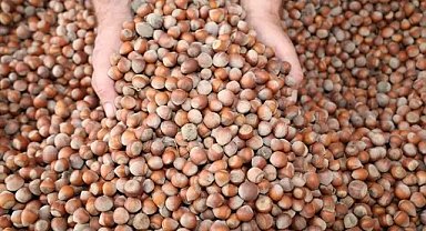 Çarşamba’da fındık hırsızlığıyla aranıyordu! JASAT uyuşturucu da yakaladı