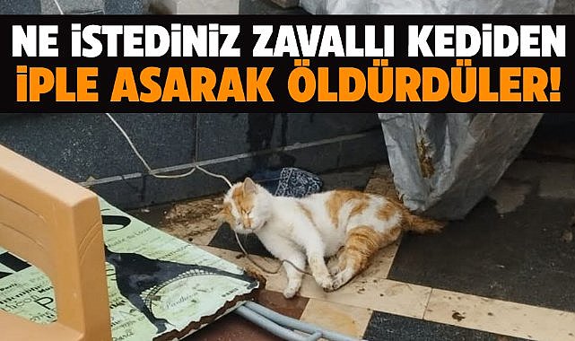 Samsun'da bir kediyi iple asarak öldürdüler