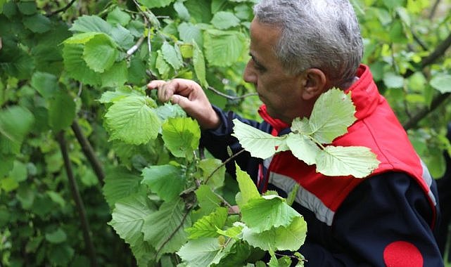 Samsun'da fındıkta don zararı! 