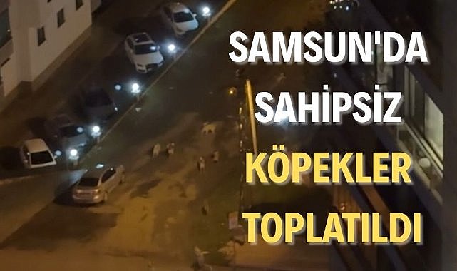 Samsun'da sahipsiz köpekler toplatıldı