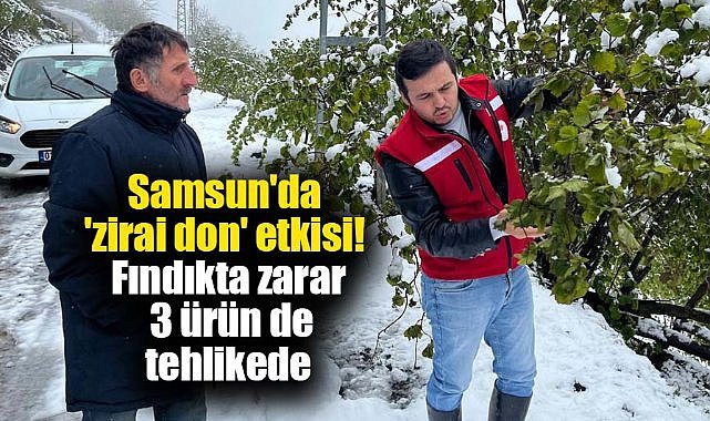 Samsun'da 'zirai don' etkisi! Fındıkta zarar, 3 ürün de tehlikede