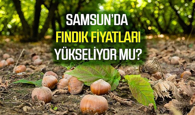 28 Mayıs 2025 Çarşamba Güncel Fındık Fiyatları: Samsun Fındık Fiyatları