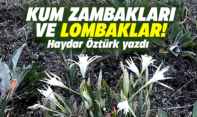 KUM ZAMBAKLARI VE LOMBAKLAR!