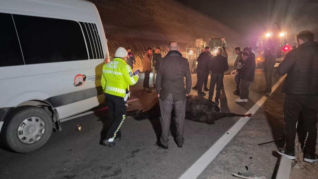 Milyonluk taylar firar etti! Araçların altına telef oldu