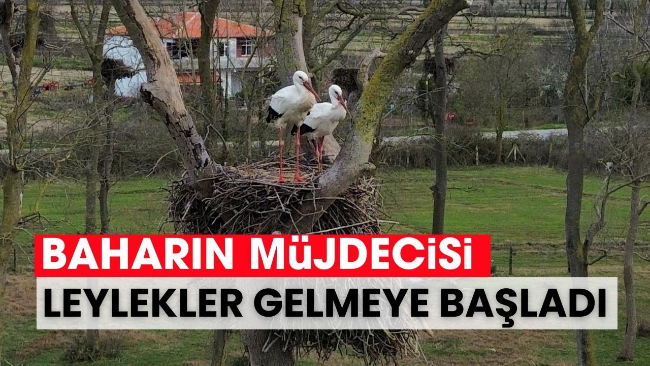 Samsun'da Kızılırmak Deltası'na baharın müjdecisi leylekler gelmeye başladı