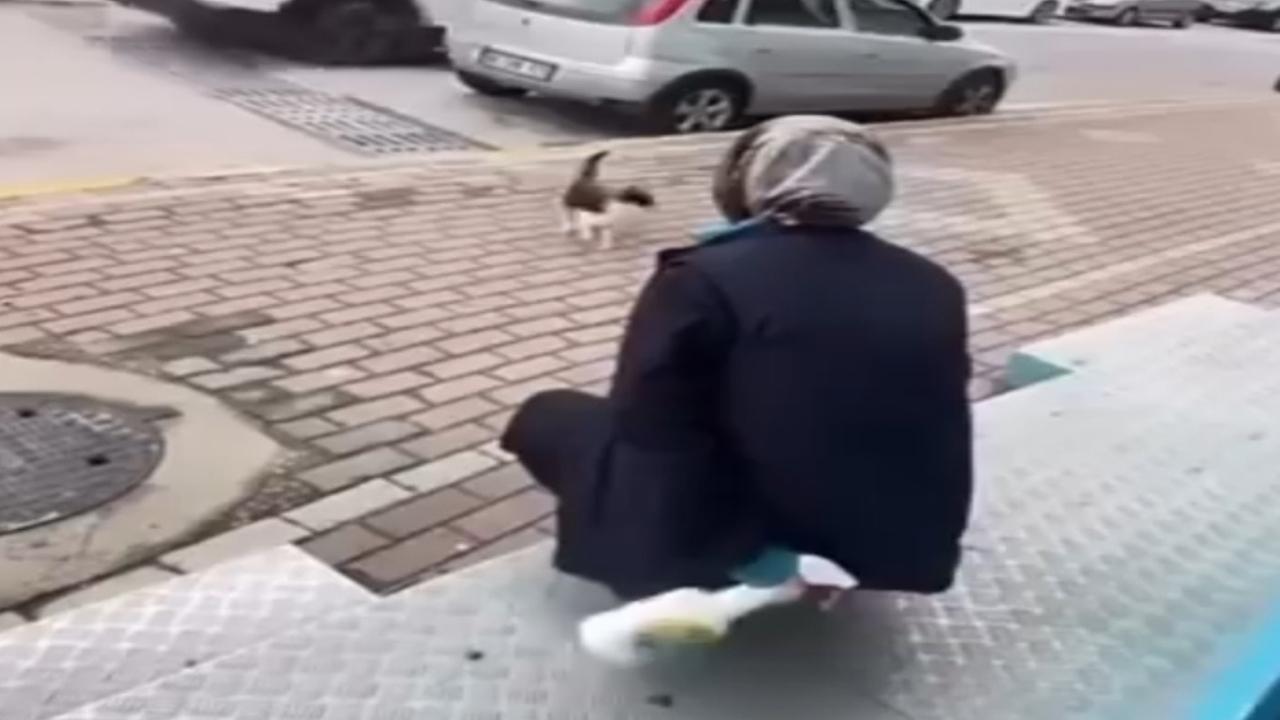 Kedinin yüzüne yağ çözücü sprey sıkmıştı! Cezası belli oldu