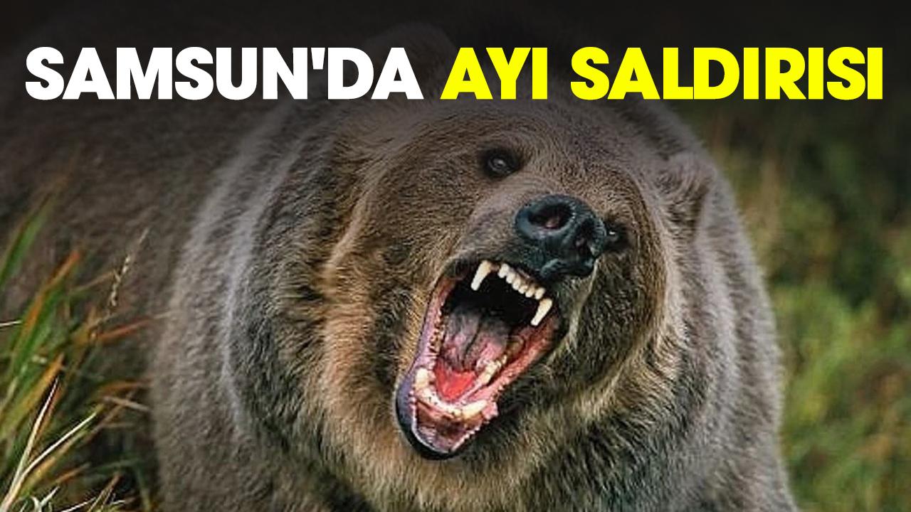 Samsun'da ayı saldırısı