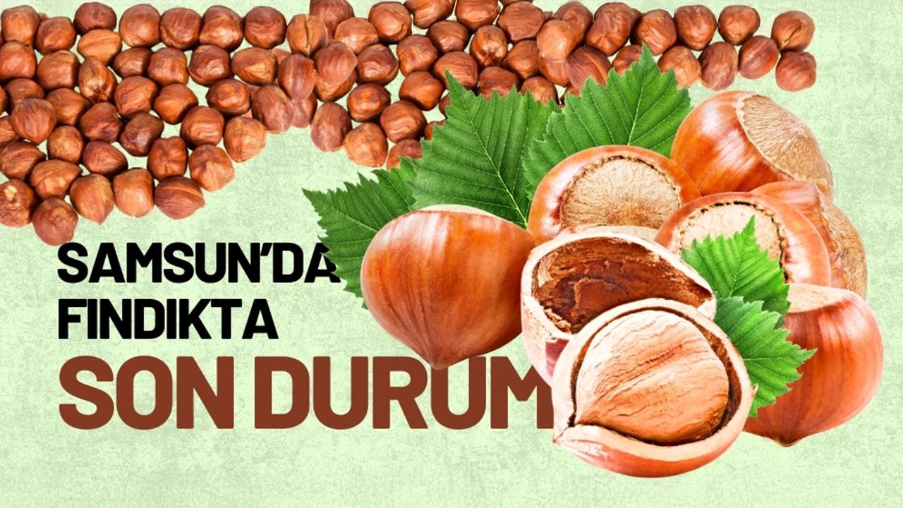 11 Temmuz Cumartesi fındık fiyatları ne kadar? Samsun fındık fiyatları düşüyor mu? - gazetegercek.com.tr