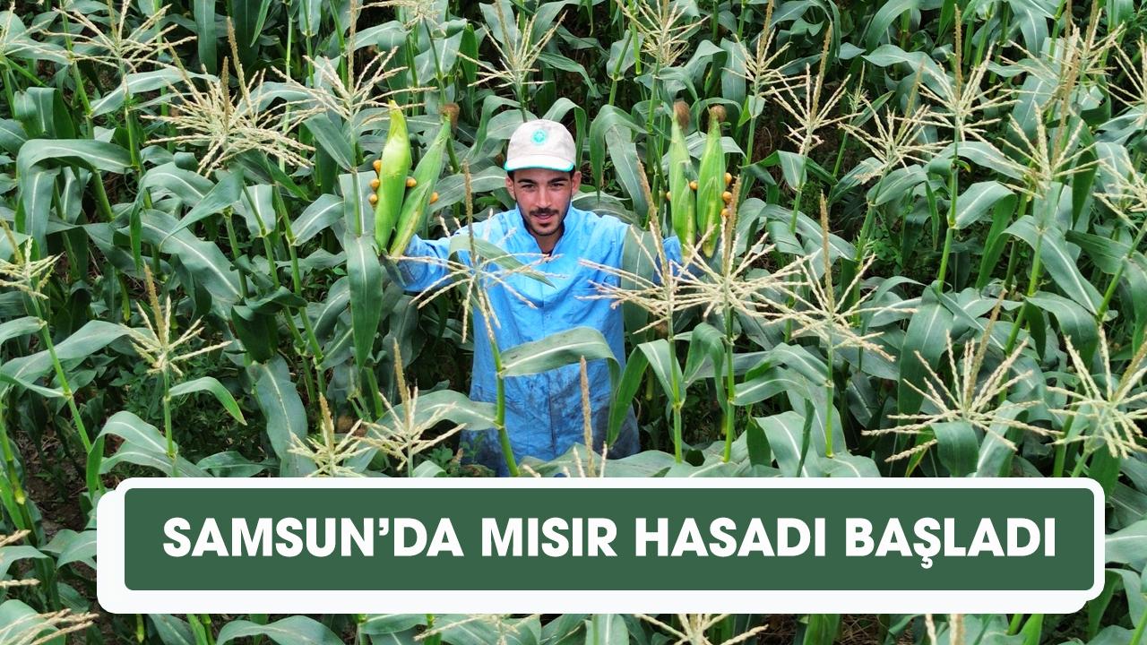 Bafra Ovası'nda süt mısırı hasadı başladı - gazetegercek.com.tr