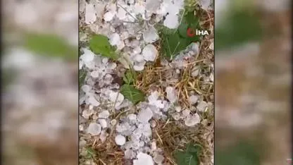 Ceviz büyüklüğündeki dolu Tekirdağ'da tarlaları yerle bir etti