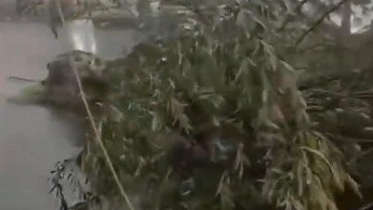 Kars'ta fırtına! Çatılar uçtu, ağaçlar kökünden söküldü