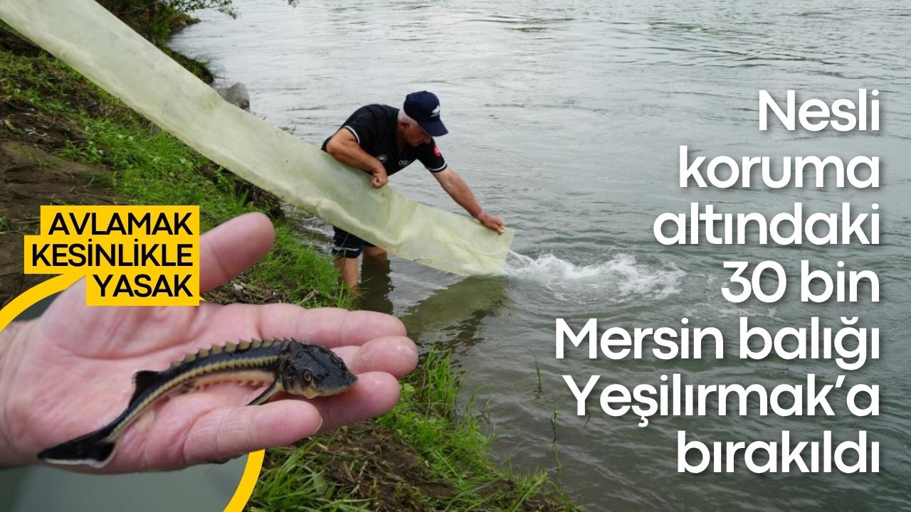 Nesli koruma altındaki 30 bin Mersin balığı Yeşilırmak’a bırakıldı