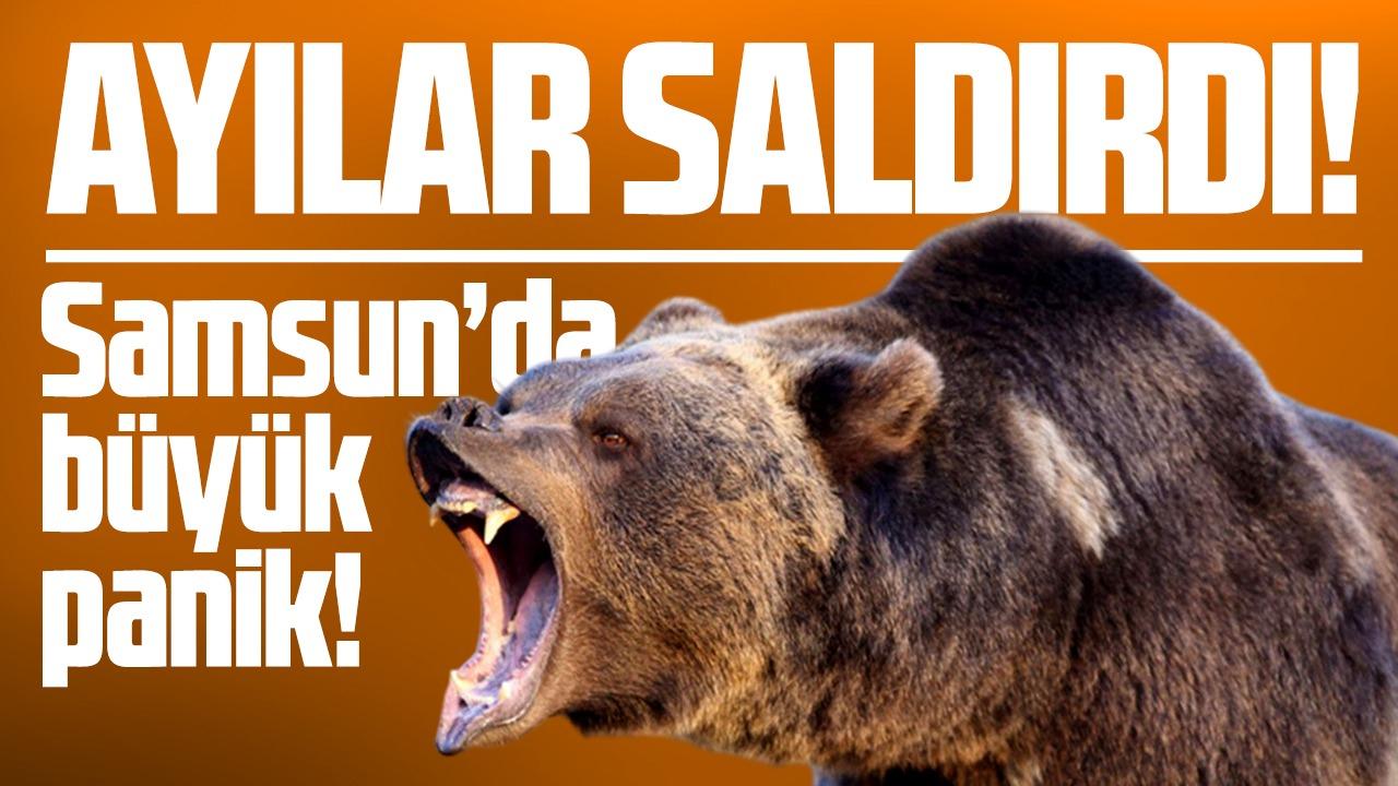 Samsun'da ayı alarmı! Üreticiler ayı saldırılarından şikayetçi