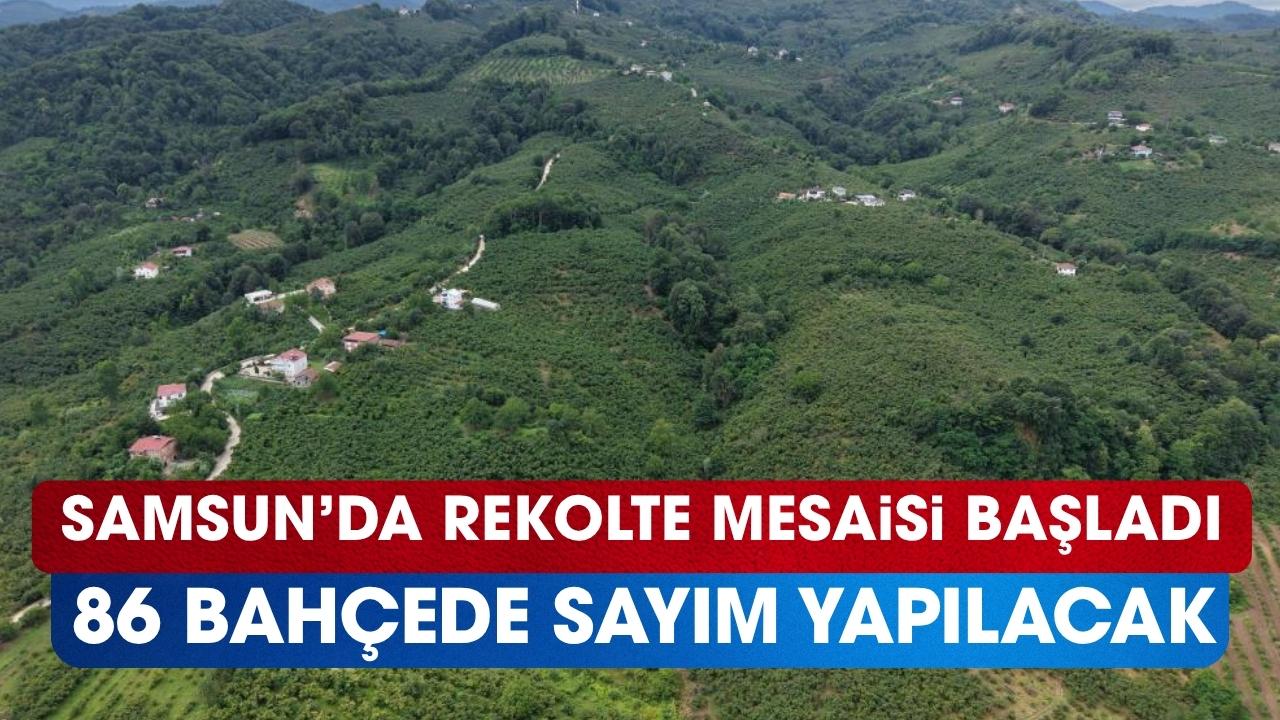 Samsun'da fındıkta rekolte tespit çalışmaları başladı