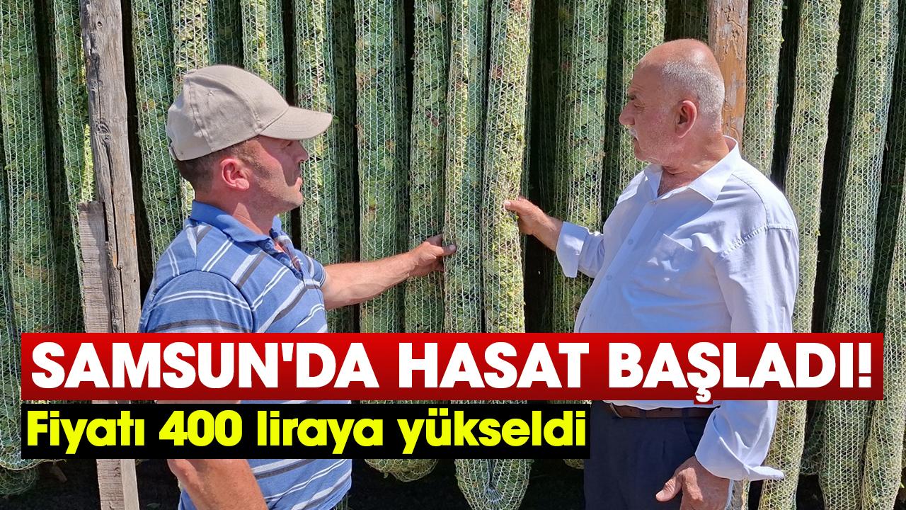 Samsun'da hasat başladı! Fiyatı 400 liraya yükseldi