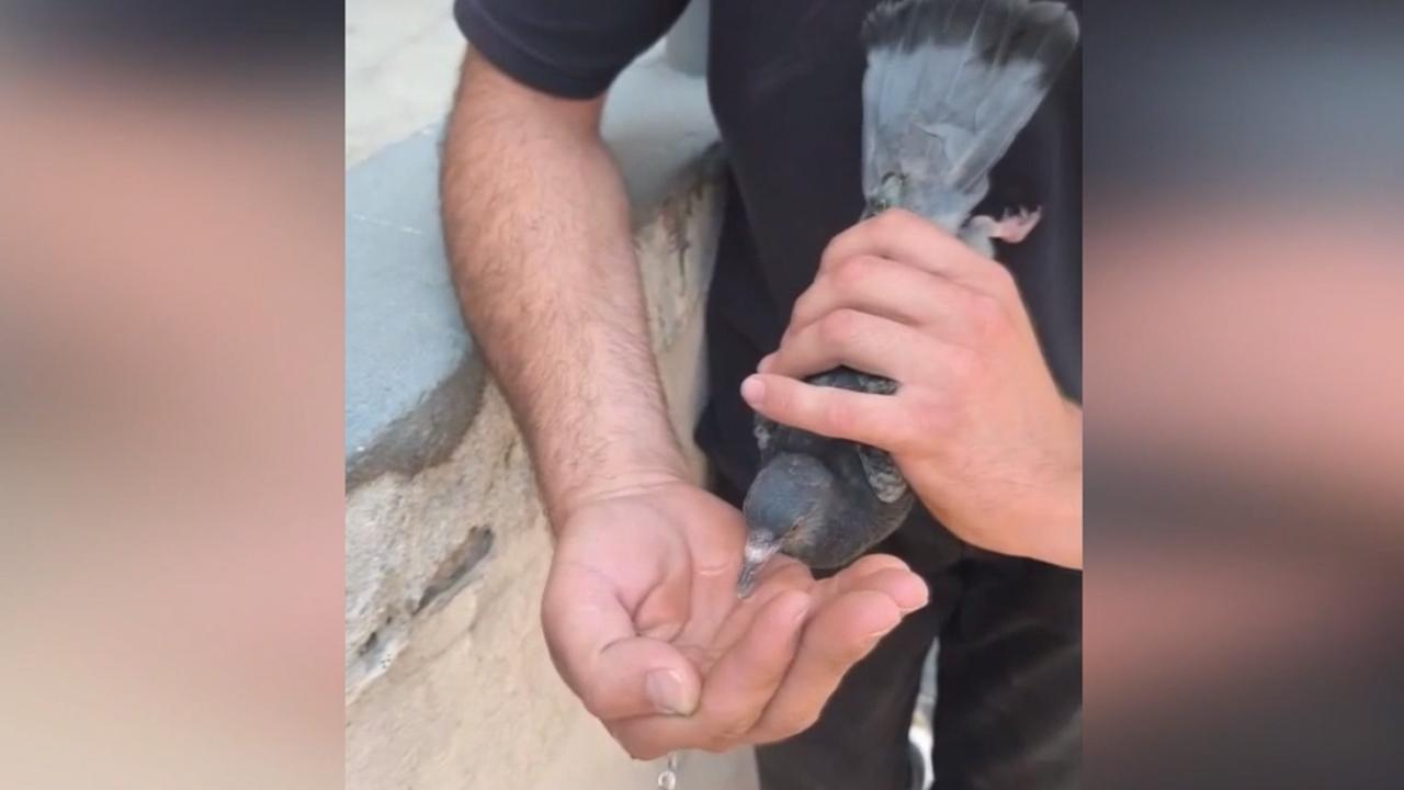 Samsun'da itfaiye erleri ipe dolanan güvercini kurtardı