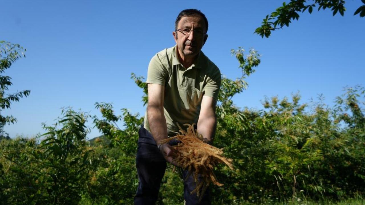 Samsun'da kestane çiçeklerinde hasat başladı: Antioksidan deposu çay oluyor