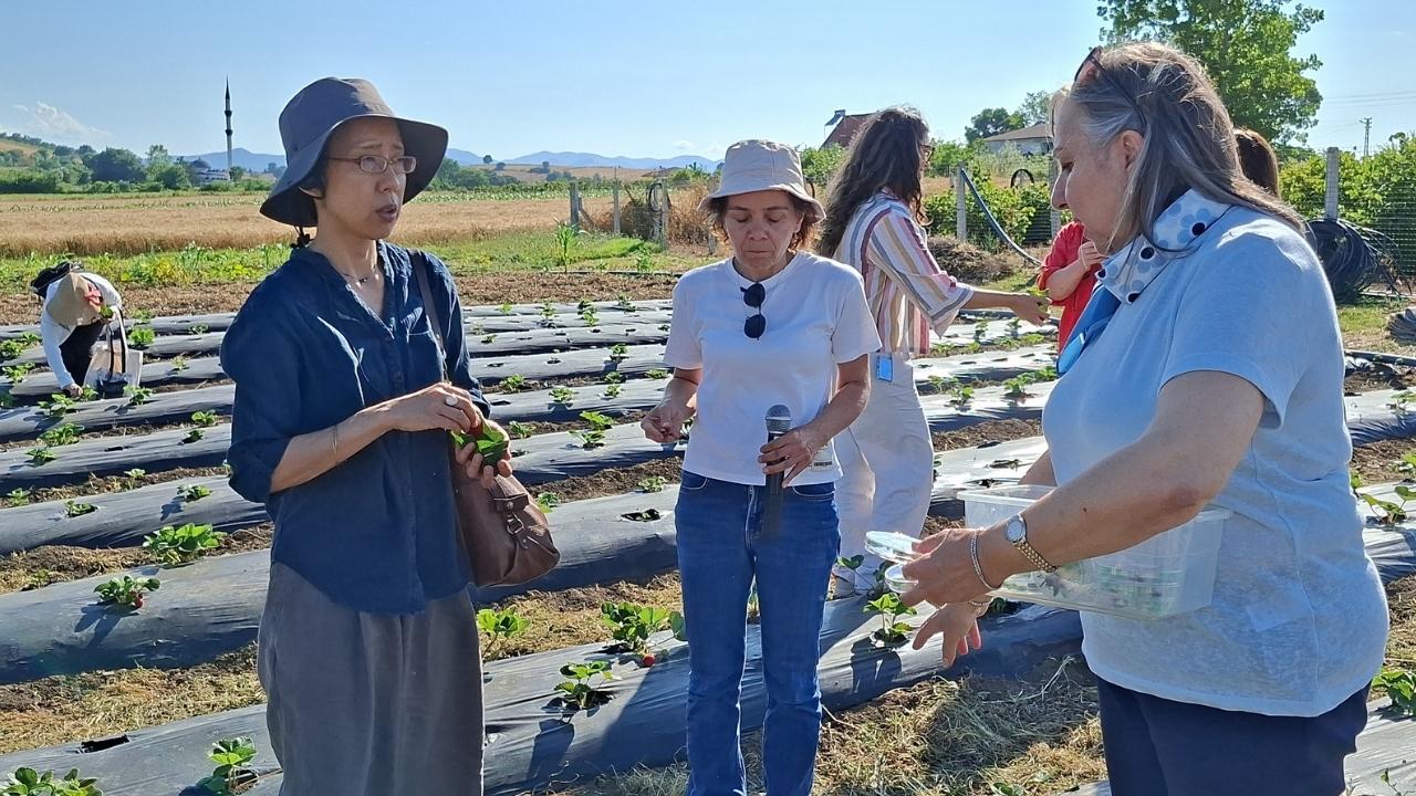 Samsun'da zararlılarla mücadele için doğaya uğur böceği salındı