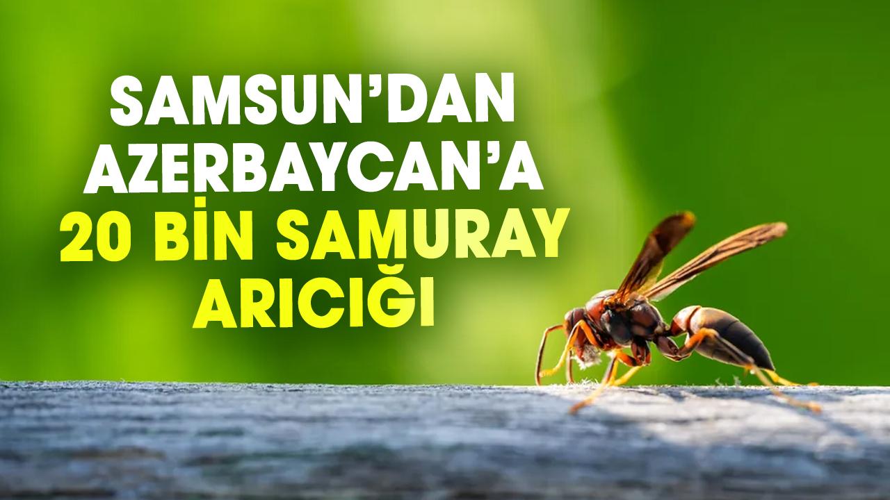 Samsun’dan Azerbaycan’a 20 bin samuray arıcığı