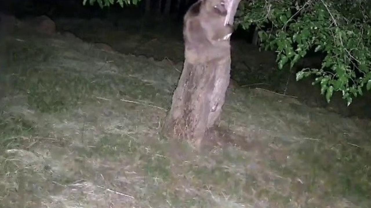 Yaşlı adam ıhlamur toplarken ağaçtan düşerek öldü!