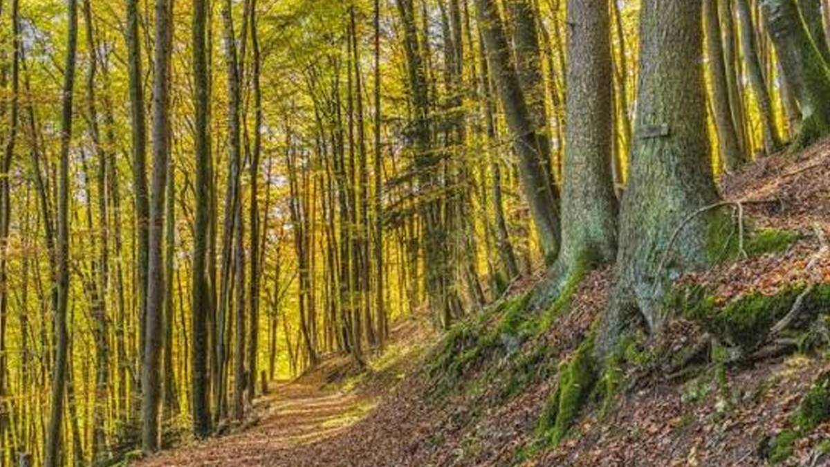 Samsun'da piknik planı yapanlar dikkat! Mangal, piknik ve ATV'ye yasak geldi, İşte ayrıntılar